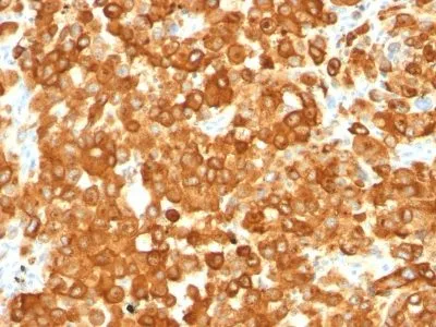 Anti-Pmel17 / gp100 / SILV(HMB45), CF568 conjugate - image 1