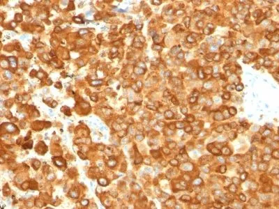 Anti-Pmel17 / gp100 / SILV(PMEL/783), Biotin conjugate - image 1