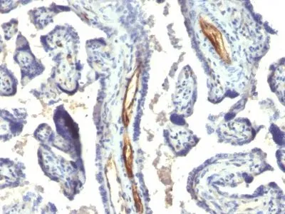 Anti-Podocalyxin(2A4) - image 2