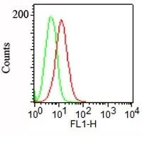 Anti-Podocalyxin(3D3), CF488A conjugate - image 2
