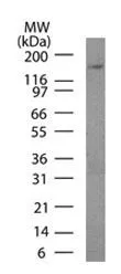 Anti-Podocalyxin(3D3), CF488A conjugate - image 3