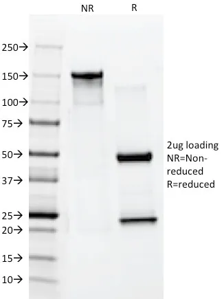 Anti-Cytokeratin 10 (Suprabasal Epithelial Marker)(AE20), CF740 conjugate - image 1