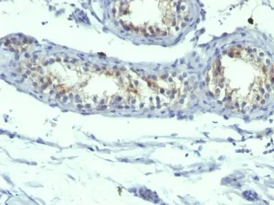 Anti-Prolactin Receptor(B6.2 + PRLR742), CF405S conjugate - image 1