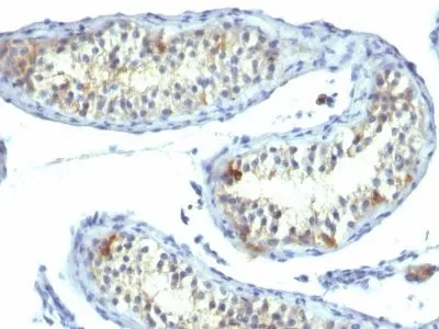 Anti-Prolactin Receptor(B6.2), CF405S conjugate - image 1