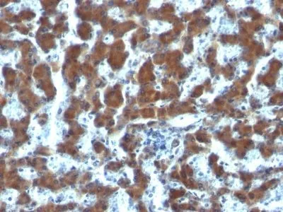 Anti-Retinol Binding Protein-1(G4E4), CF640R conjugate - image 1