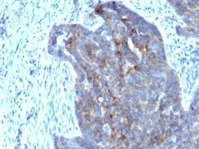 Anti-Retinol Binding Protein-1(RBP/872), Biotin conjugate - image 2