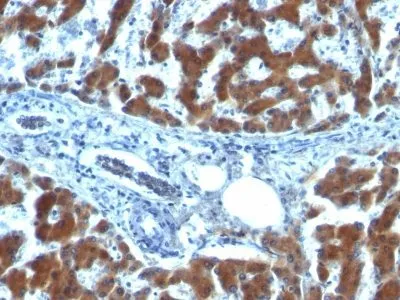 Anti-Retinol Binding Protein-1(RBP/872), Biotin conjugate - image 1
