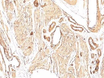 Anti-Smooth Muscle Actin(1A4), CF640R conjugate - image 1
