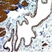 Anti-Smooth Muscle Actin(ACTA2/791) - image 3