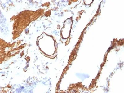 Anti-Smooth Muscle Actin(ACTA2/791) - image 4