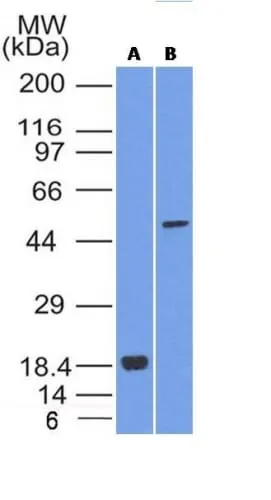 Anti-SOX10(SOX10/991 + SOX10/1074), CF488A conjugate - image 2