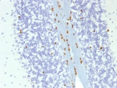 Anti-SOX10(SOX10/991 + SOX10/1074), CF640R conjugate - image 3