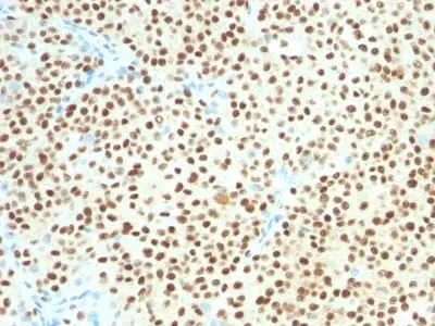 Anti-SOX10(SOX10/991 + SOX10/1074), CF640R conjugate - image 1
