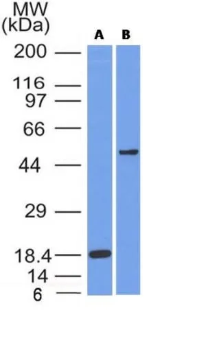 Anti-SOX10(SOX10/991), Biotin conjugate - image 2