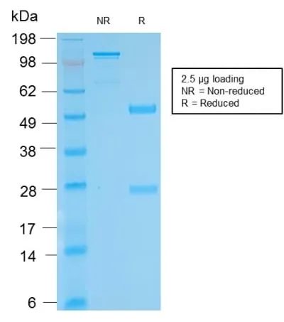 Biotin (Vitamin B7 or Vitamin H) (BTN/2032R), CF740 conjugate - image 2