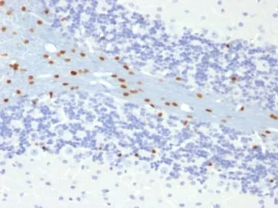 Anti-SOX10(SOX10/991), CF568 conjugate - image 3