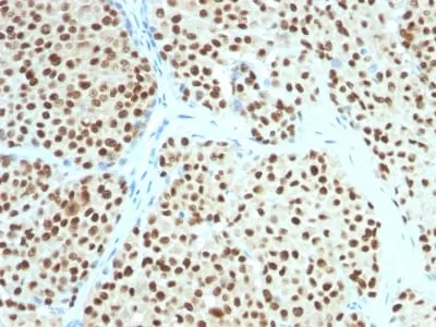 Anti-SOX10(SOX10/991), CF568 conjugate - image 1