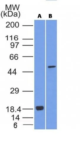 Anti-SOX10(SOX10/992), CF488A conjugate - image 1