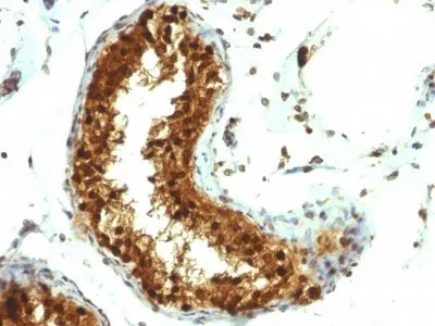 Anti-SUMO-1(SUMO1/1188), CF568 conjugate - image 2