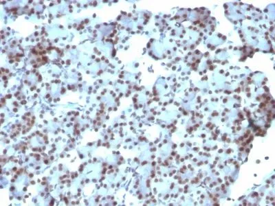Anti-SUMO-1(SUMO1/1188), CF568 conjugate - image 5