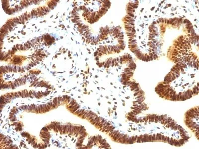 Anti-SUMO-1(SUMO1/1188), CF640R conjugate - image 1
