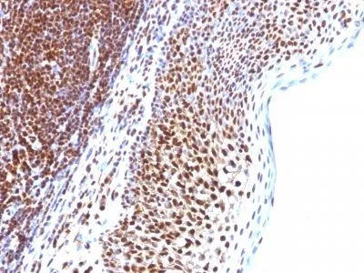 Anti-SUMO-1(SUMO1/1188), CF647 conjugate - image 3