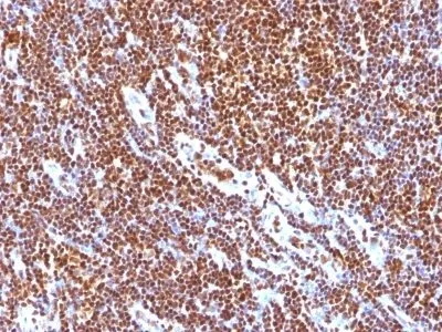 Anti-SUMO-1(SUMO1/1188), CF647 conjugate - image 4