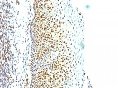 Anti-SUMO-2(SUMO2/1199), CF405S conjugate - image 2