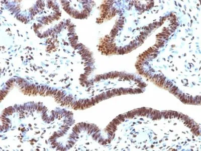 Anti-SUMO-2(SUMO2/1199), CF405S conjugate - image 3