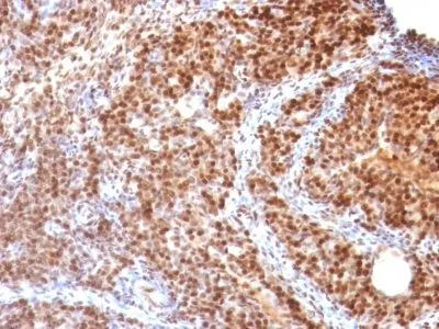 Anti-SUMO-2(SUMO2/1199), CF405S conjugate - image 5