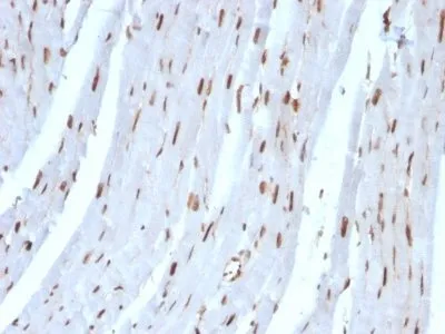 Anti-SUMO-2(SUMO2/1199), CF405S conjugate - image 6