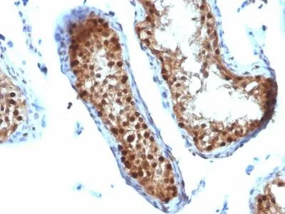 Anti-SUMO-2(SUMO2/1199), CF594 conjugate - image 4