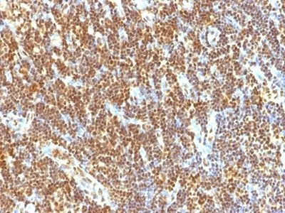 Anti-SUMO-2(SUMO2/1199), CF647 conjugate - image 1