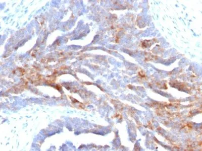 Anti-TAG-72 / CA72.4(B72.3), CF640R conjugate - image 2