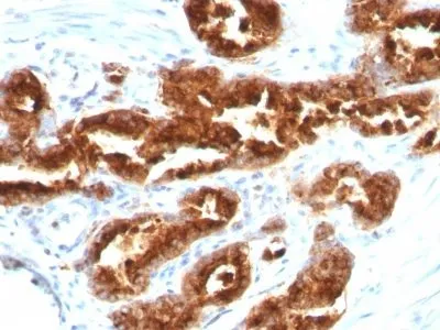 Anti-TAG-72 / CA72.4(B72.3), CF640R conjugate - image 1