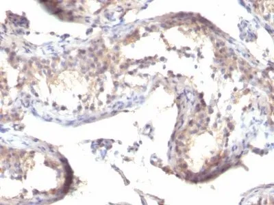 Anti-TGFalpha(TGFA/1119), CF488A conjugate - image 1
