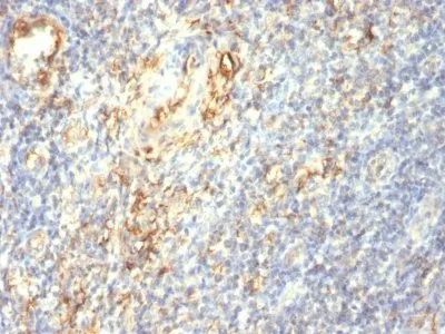 Anti-TGF-beta(1D11.16.8), CF640R conjugate - image 1