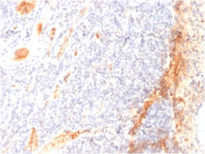 Anti-VEGF (Vascular Endothelial Growth Factor)(VG1), CF740 conjugate - image 1