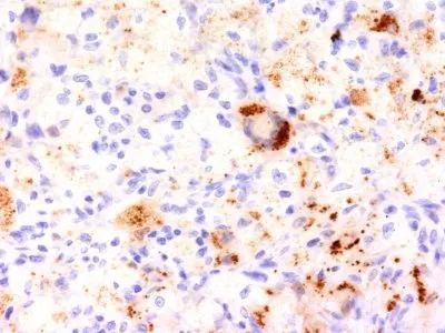 Anti-TNF alpha(J2D10), CF405S conjugate - image 1