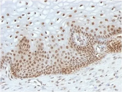 Anti-TOX3(TOX3/1123) - image 3