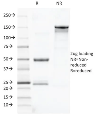 Anti-TOX3(TOX3/1123) - image 4