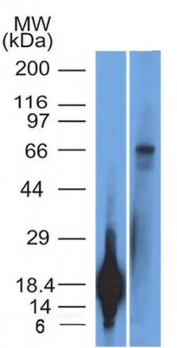 Anti-TRIM29(TRIM29/1042), CF488A conjugate - image 1
