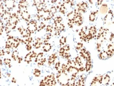 Anti-TTF-1 / NKX2.1(8G7G3/1 + NX2.1/690), CF594 conjugate - image 2