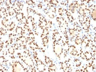 Anti-TTF-1 / NKX2.1(8G7G3/1), CF405S conjugate - image 2