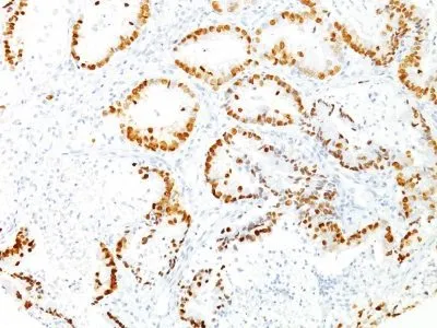 Anti-TTF-1 / NKX2.1(8G7G3/1), CF488A conjugate - image 1