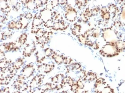 Anti-TTF-1 / NKX2.1(NX2.1/690), Biotin conjugate - image 2