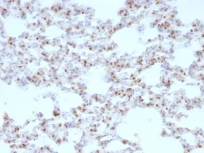 Anti-TTF-1 / NKX2.1(NX2.1/690), CF640R conjugate - image 3