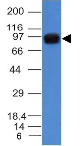 Anti-UACA / Nucling(AE-5), CF640R conjugate - image 1