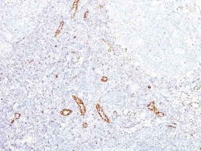 Anti-VEGF-A(VEGF/1063), CF488A conjugate - image 2