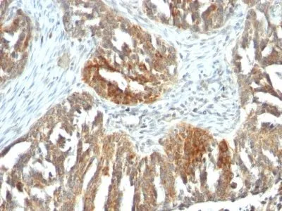 Anti-VEGF-A(VEGF/1063), CF488A conjugate - image 1